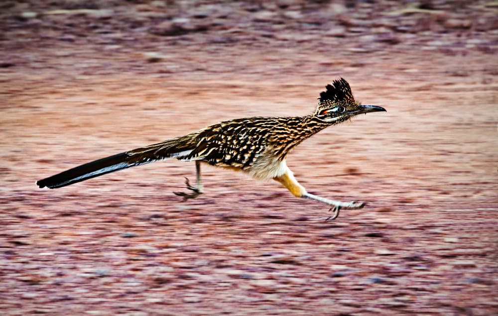 Running Roadrunner Blur by John Fan — canvas wall art
