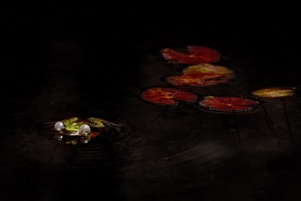 Calling Frog Pond by Antonio Grambone — canvas wall art