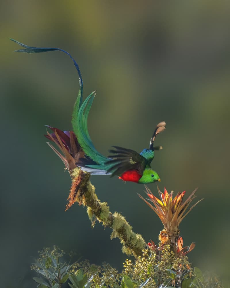 Resplendent Quetzal Flight by Qing Zhao — canvas wall art