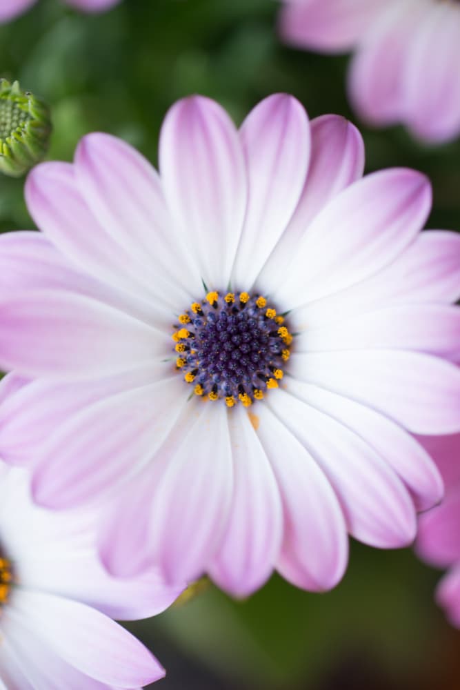 Purple Daisy Bloom by Javier Pardina — canvas wall art
