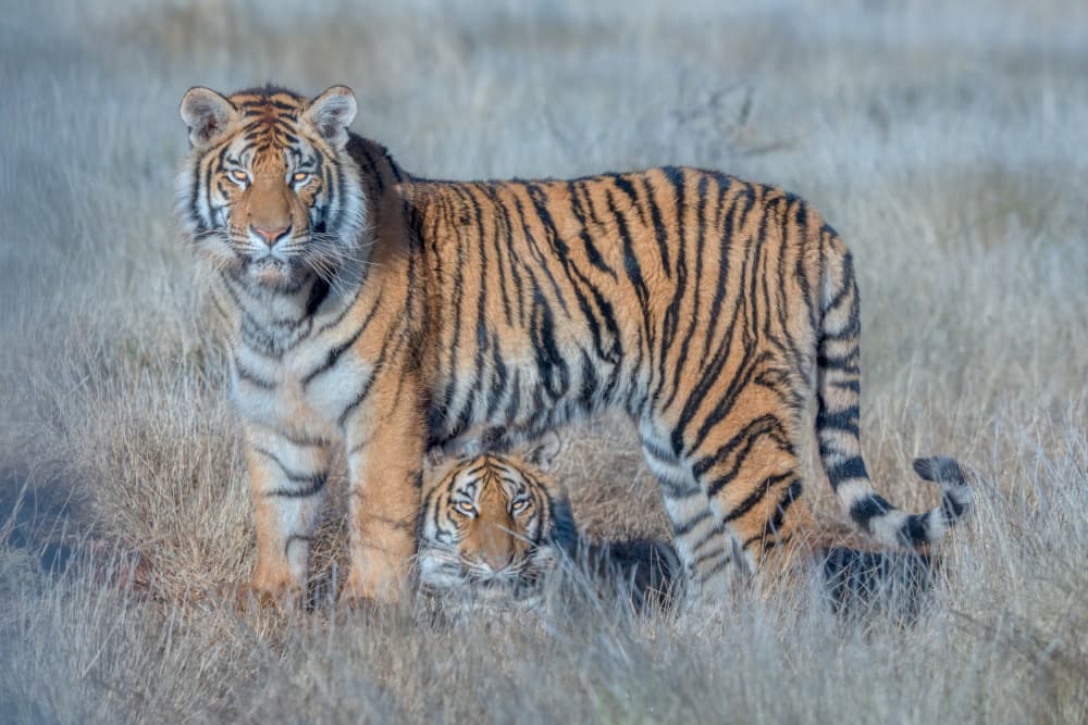 Watchful Tiger Family by MIN LI — canvas wall art