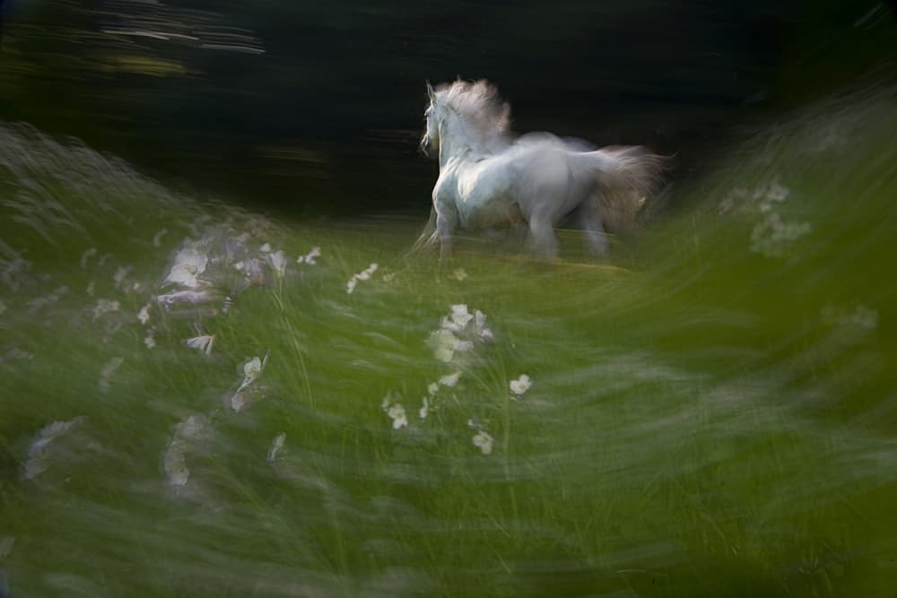 Ethereal White Horse Gallop by Milan Malovrh — canvas wall art