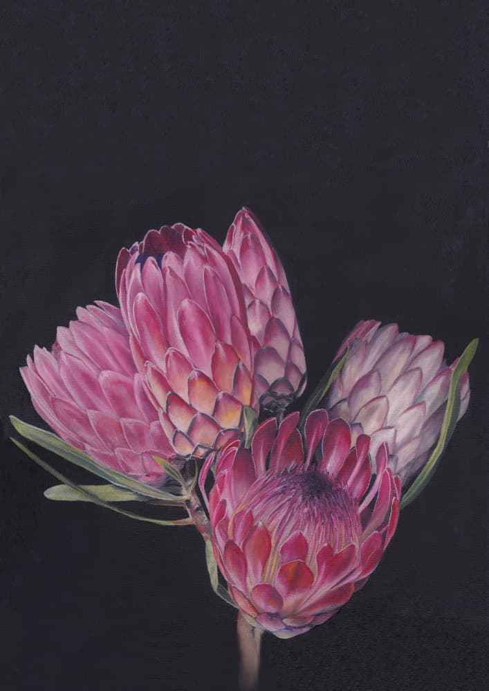 Protea Medley By Viccy Wanliss by Viccy Wanliss — canvas wall art