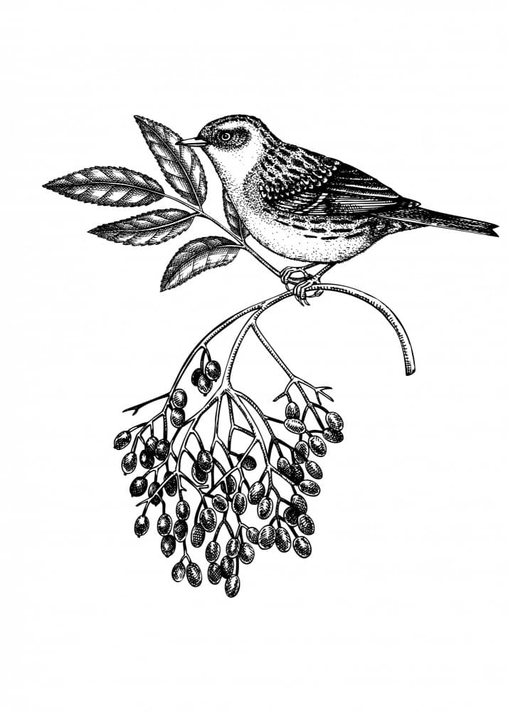 Vintage Songbird on Branch by Yevheniia Lytvynovych — canvas wall art