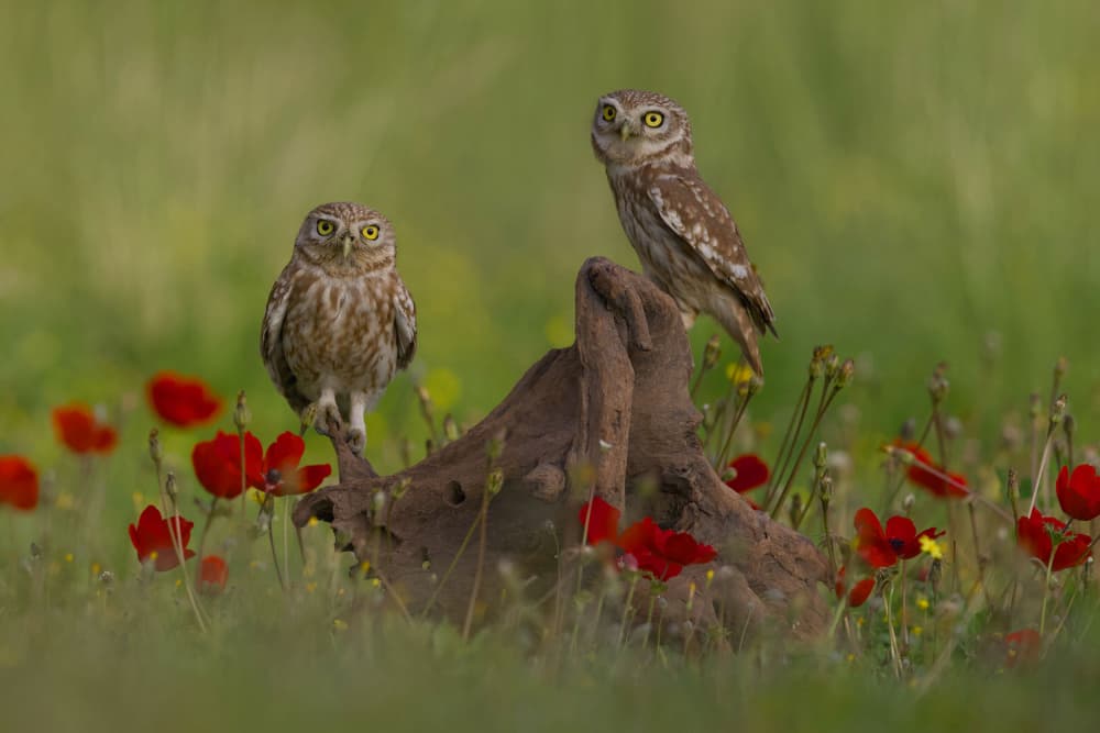 Little Owls Wild Poppies by David Manusevich — canvas wall art