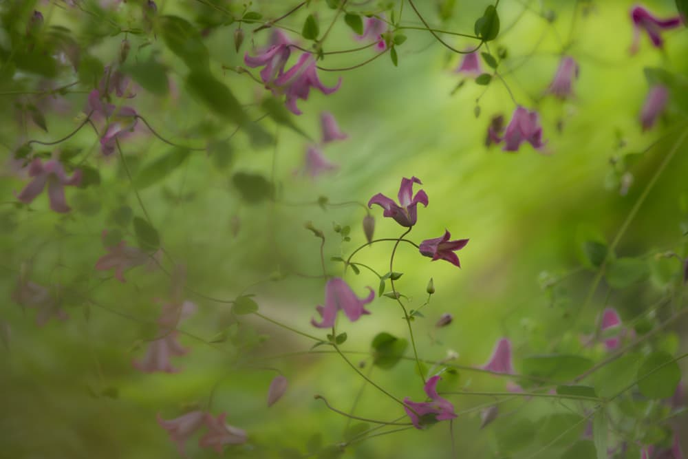 Dreamy Pink Flowers by Wiolett — canvas wall art