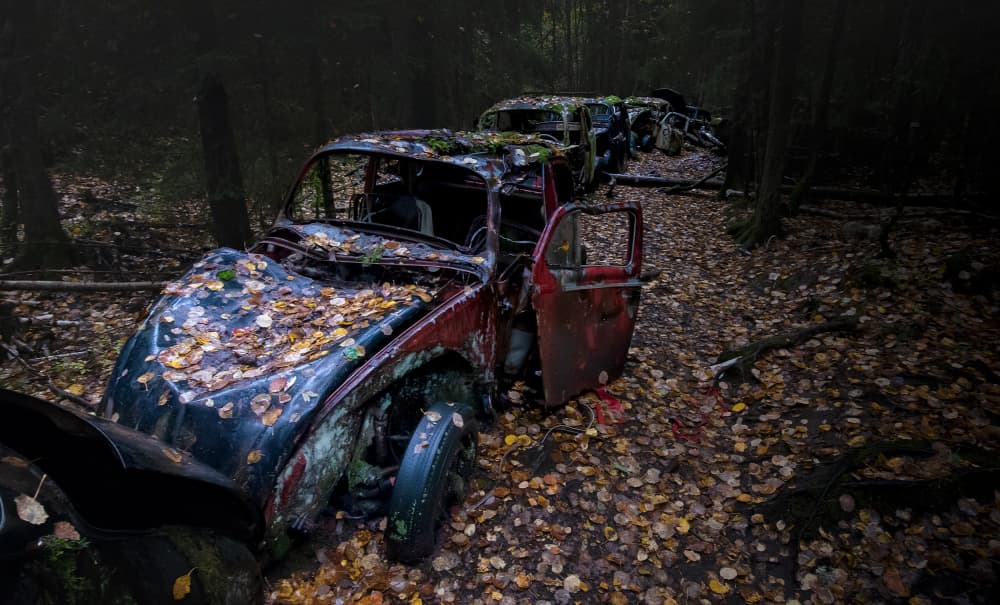 Forgotten Forest Beetles by Erik Engström — canvas wall art