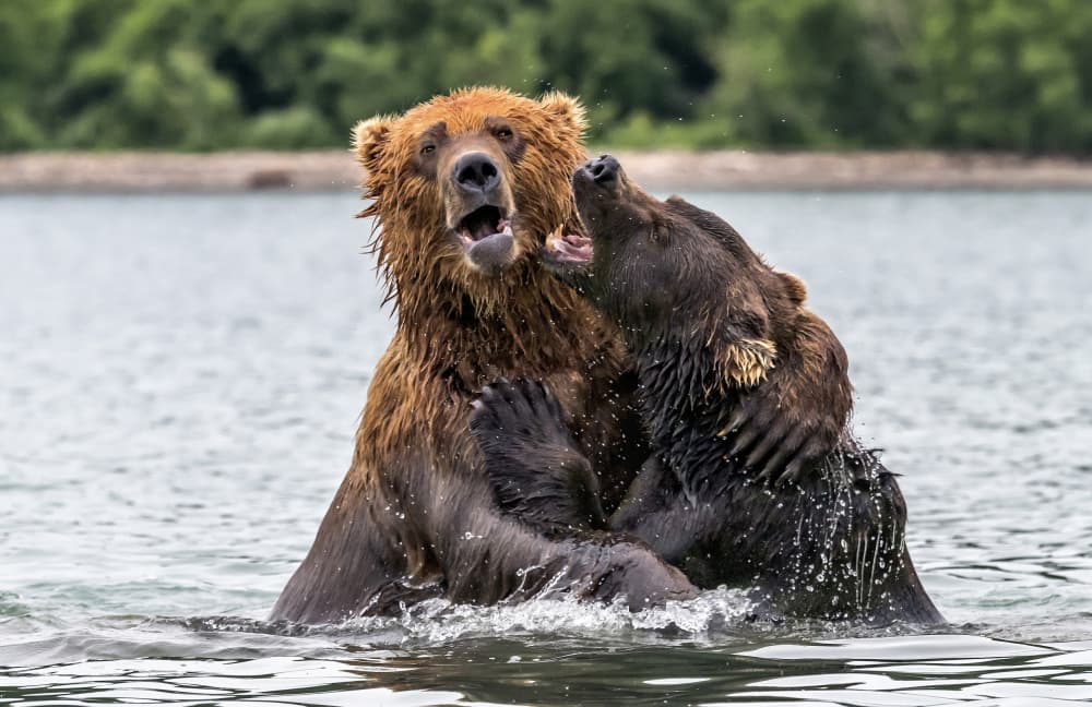 Grizzly Bears Wrestling by Giuseppe DAmico — canvas wall art