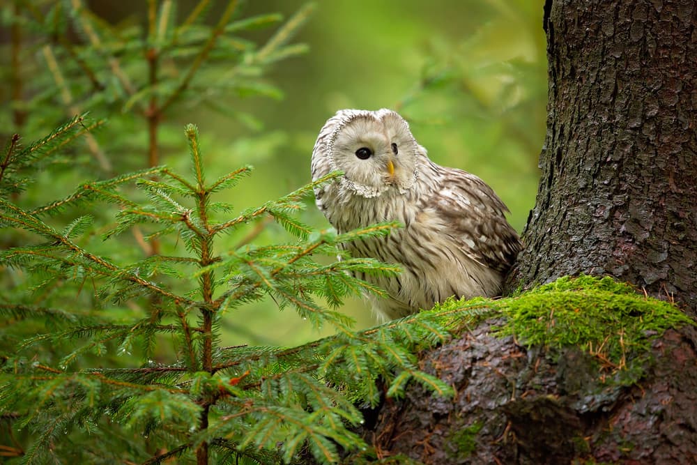 Watchful Forest Owl by Milan Zygmunt — canvas wall art