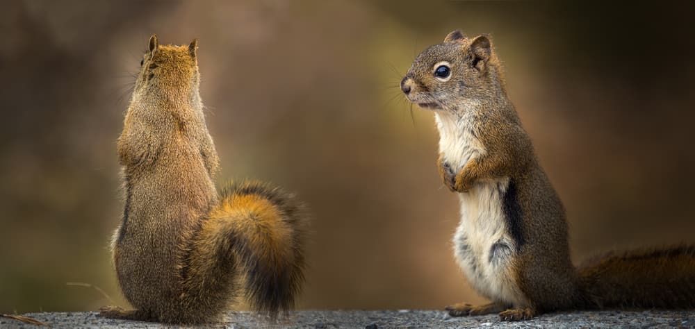 Two Curious Squirrels by Juan I. Cuadrado — canvas wall art