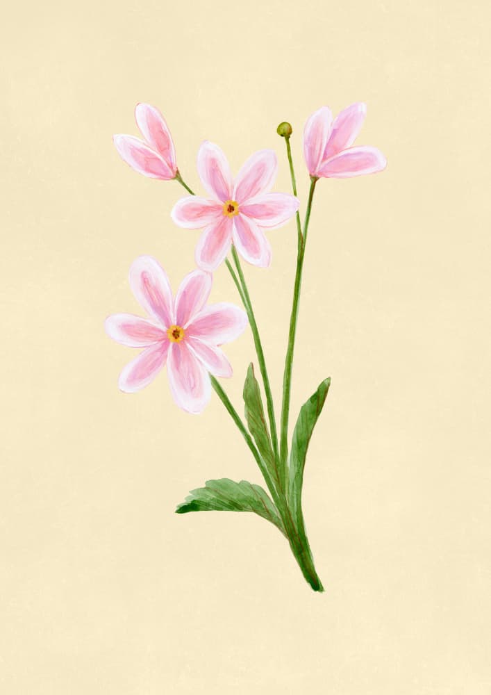 Delicate Pink Blossoms by Rosana Laiz Blursbyai — canvas wall art