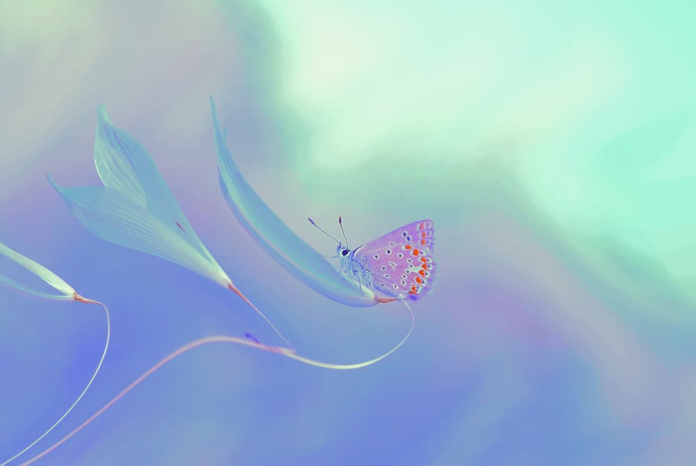 Dreamy Pastel Butterfly by Thierry Dufour — canvas wall art