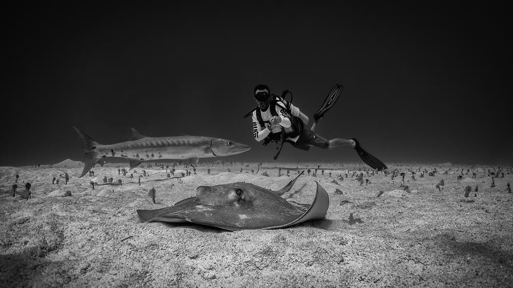 Ocean Diver Marine Life by Jennifer Lu — canvas wall art