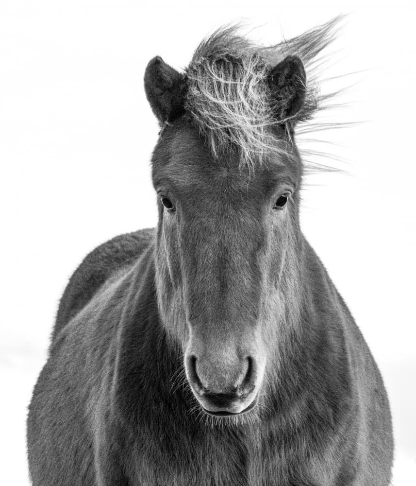 Windswept Icelandic Horse by Robert Bolton — canvas wall art