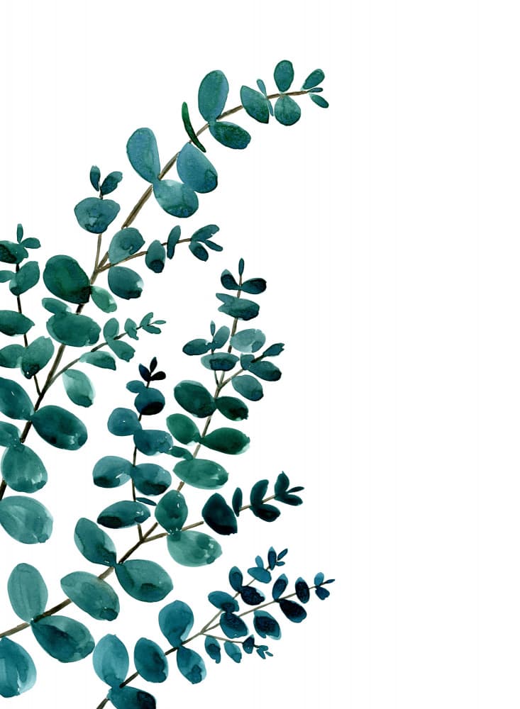 Watercolor Eucalyptus Sprigs by Rosana Laiz Blursbyai — canvas wall art
