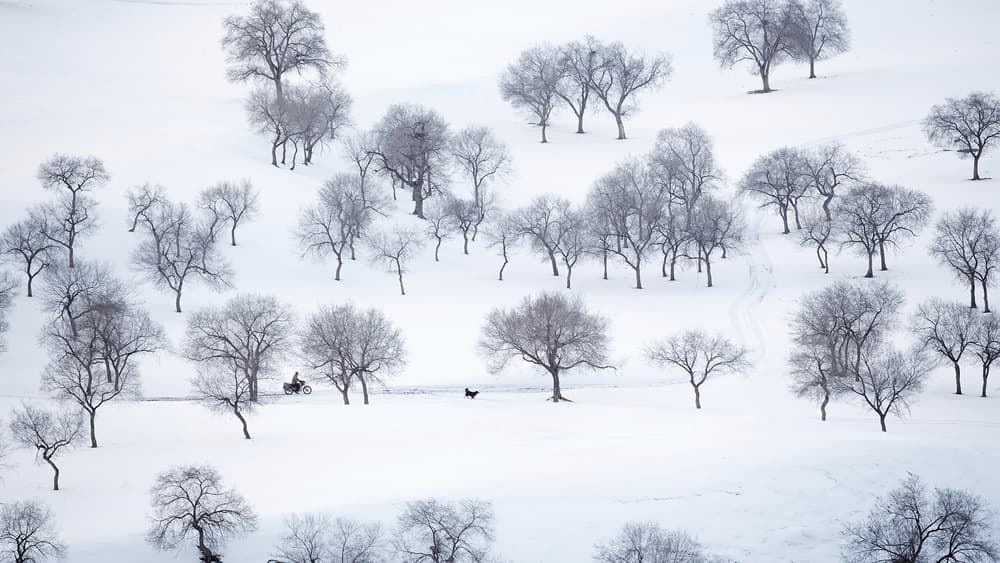 Winter Ride With Dog by Bingo Z — canvas wall art