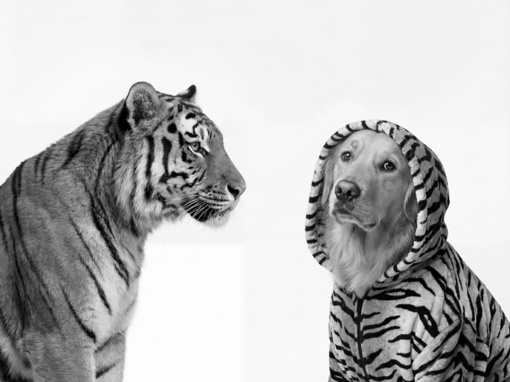 Tiger And Costumed Dog by Andreas Magnusson — canvas wall art
