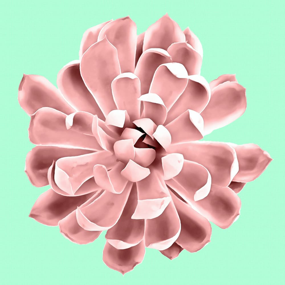 Soft Pink Succulent by amini54 — canvas wall art