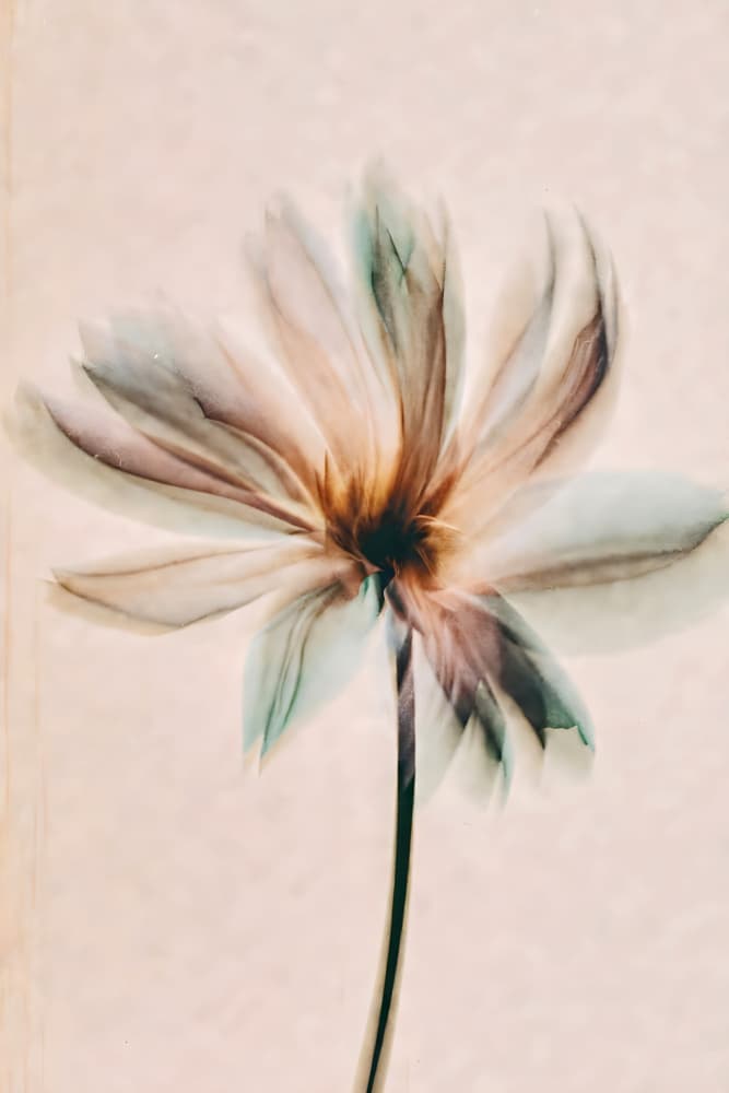 Soft Petal Bloom by Miguel Bruzual — canvas wall art