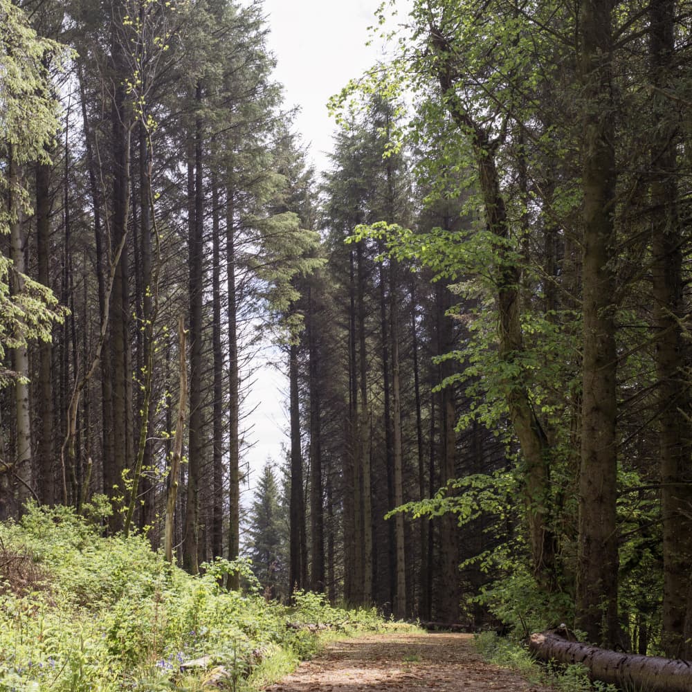 Sunlit Woodland Path by Lynann Colligan — canvas wall art