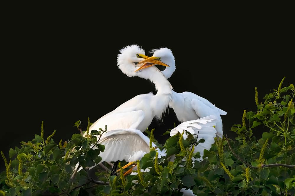 White Egrets Battle by Jun Zuo — canvas wall art