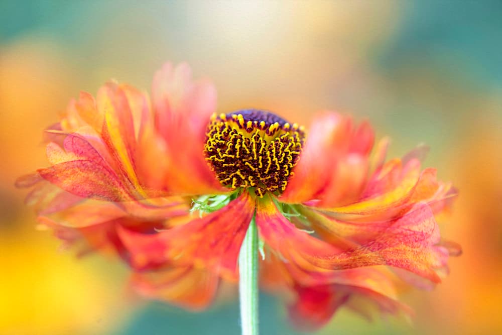 Vibrant Orange Bloom by Jacky Parker — canvas wall art