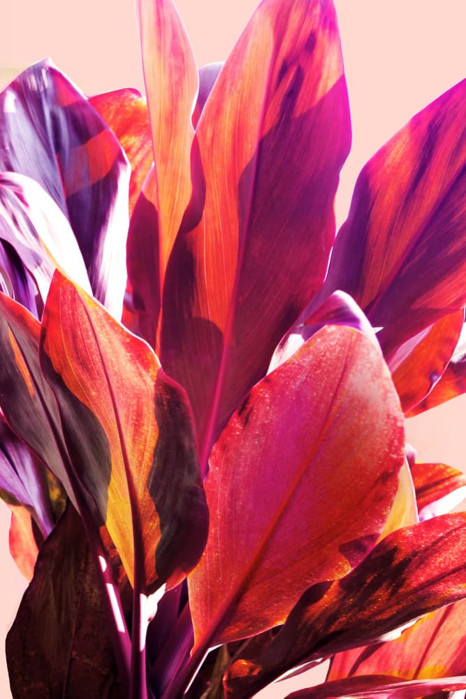 Vibrant Tropical Leaves by Gemma Bardot — canvas wall art