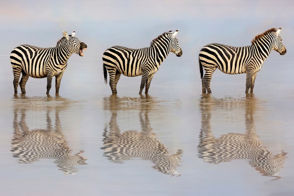 Yawning Zebra Trio by Linda D Lester — canvas wall art