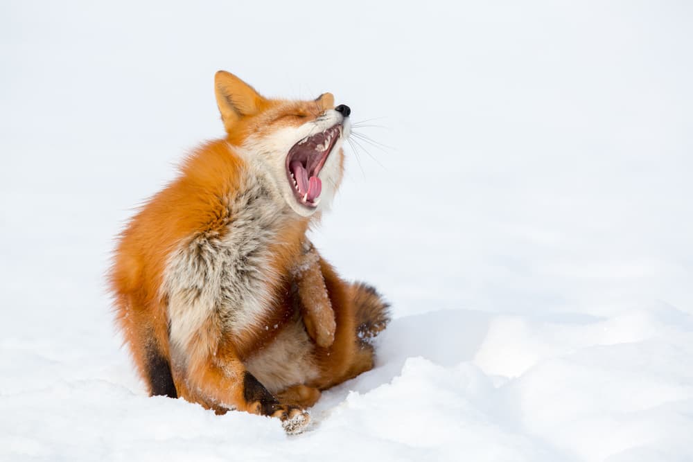 Yawning Red Fox by Denis Budkov — canvas wall art