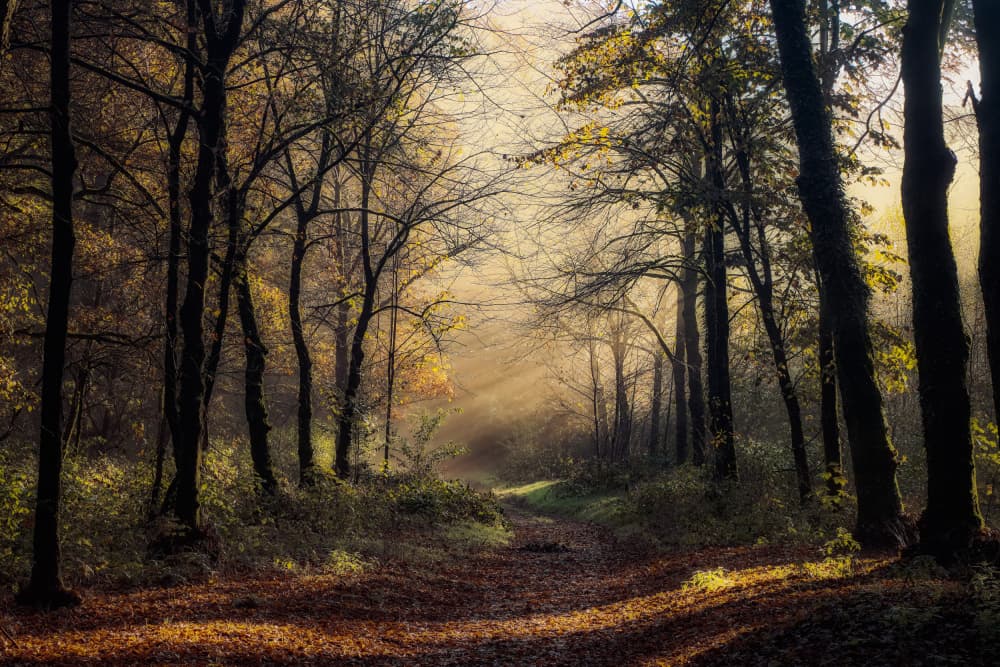 Sunlit Forest Path by Hilda van der Lee — canvas wall art