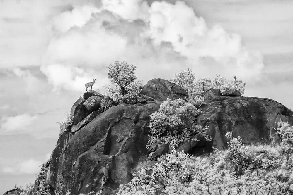 Wild Klipspringer Summit by Peter Hudson — canvas wall art