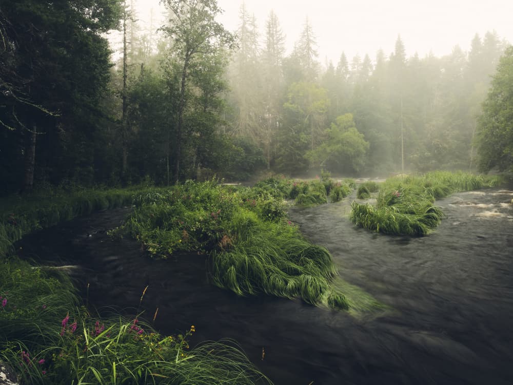 Misty Forest River Flow by Hamed Bank — canvas wall art