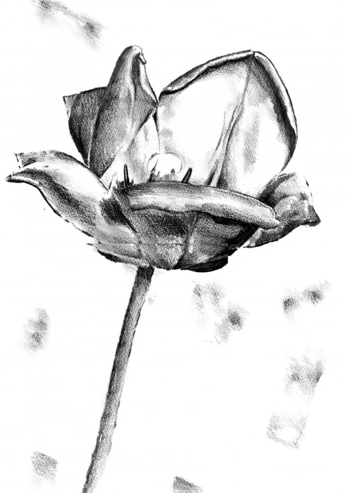 Black White Tulip Drawing by Kulik — canvas wall art
