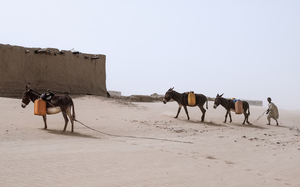 Dusty Desert Donkeys by Joxe Inazio Kuesta Garmendia — canvas wall art