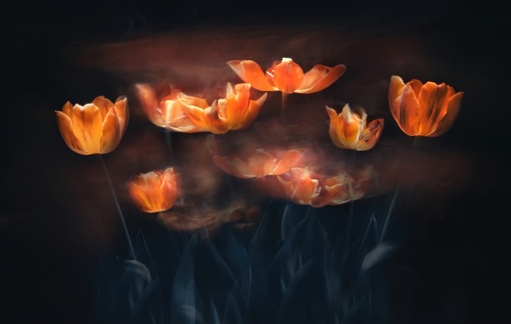 Soft Glow Tulips by Catherine Wang — canvas wall art