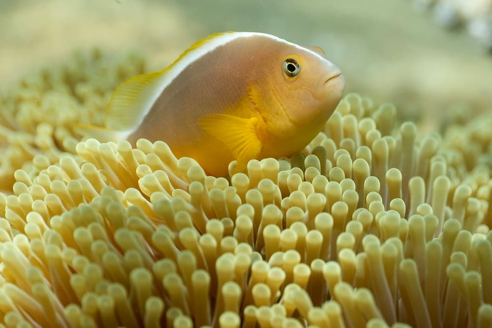 Golden Clownfish Anemone by Serge Melesan — canvas wall art