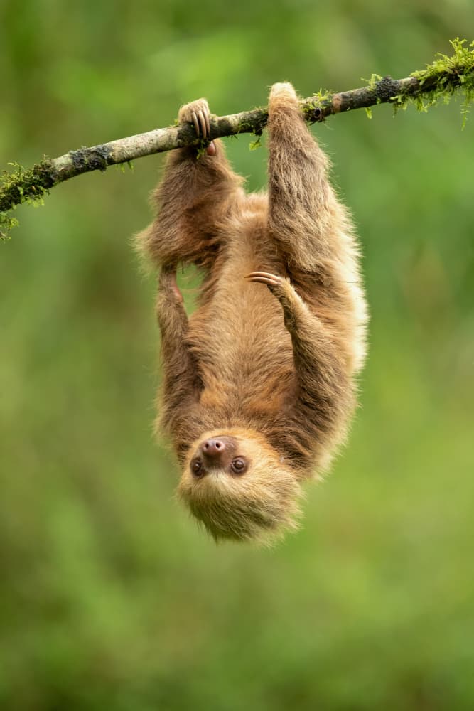 Adorable Sloth Gaze by Milan Zygmunt — canvas wall art