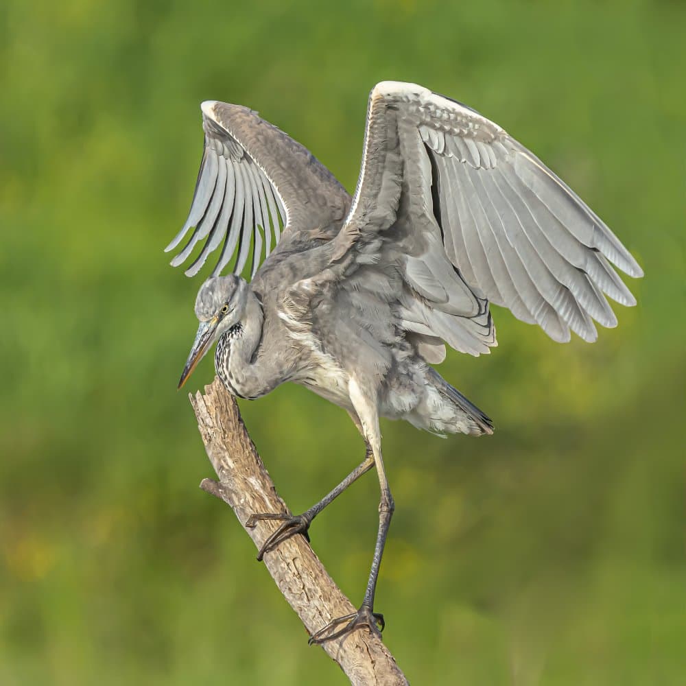 Heron Spreading Wings by Boris Lichtman — canvas wall art