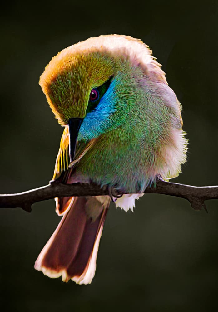 Vibrant Green Bee-eater by Sayyed Nayyer Reza — canvas wall art