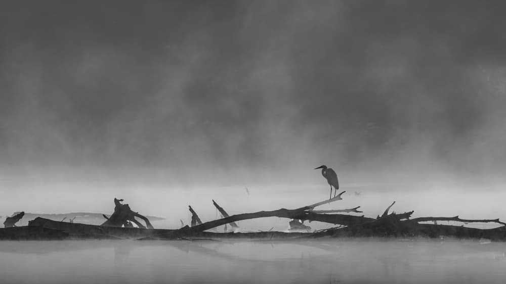 Misty Morning Heron by Jacob (Jian) Xu — canvas wall art
