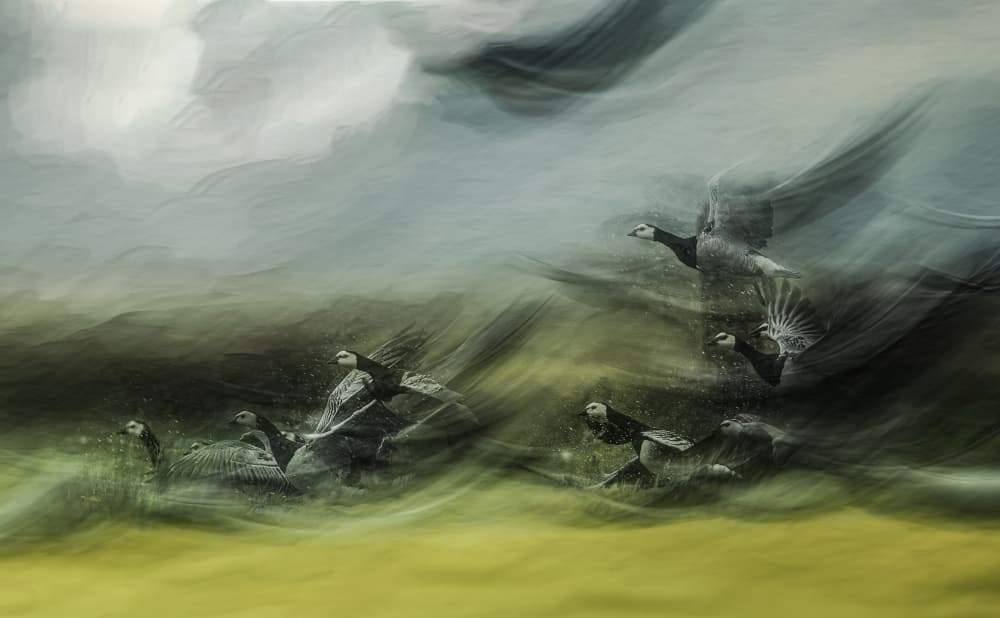Dynamic Geese Flight by Jan van der Linden — canvas wall art