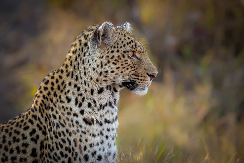 Leopard In Golden Light by Jeffrey C. Sink — canvas wall art