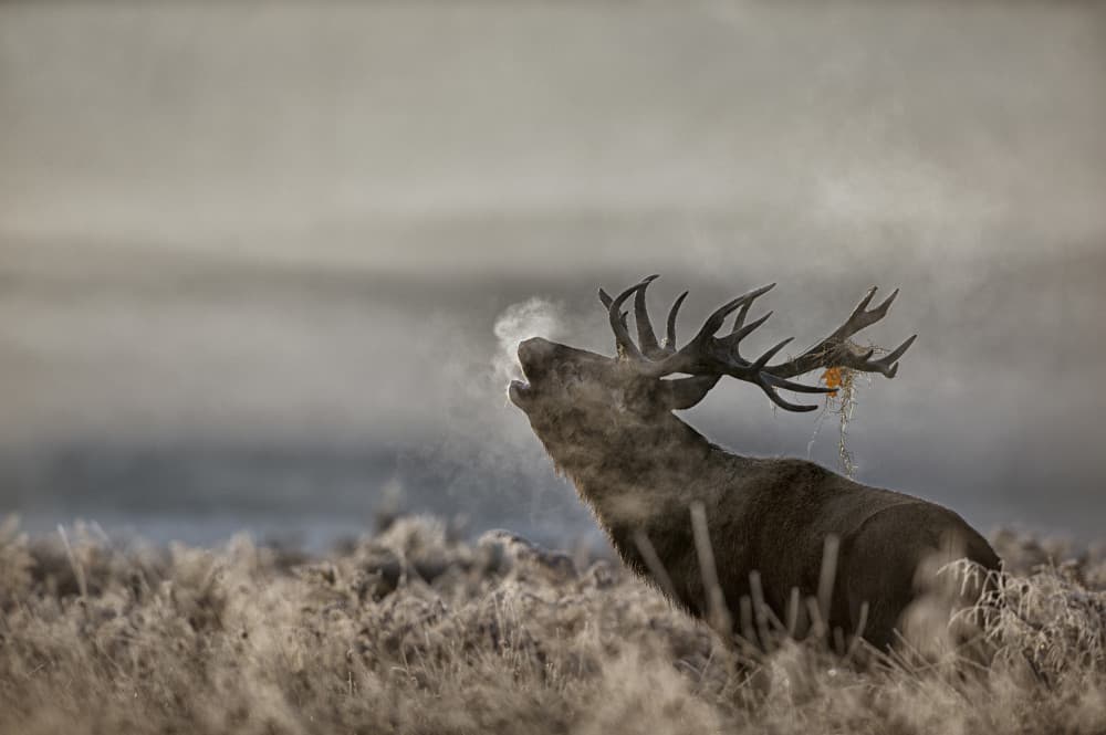 Red Deer Winter Roar by Radojica Jevric fotorax — canvas wall art