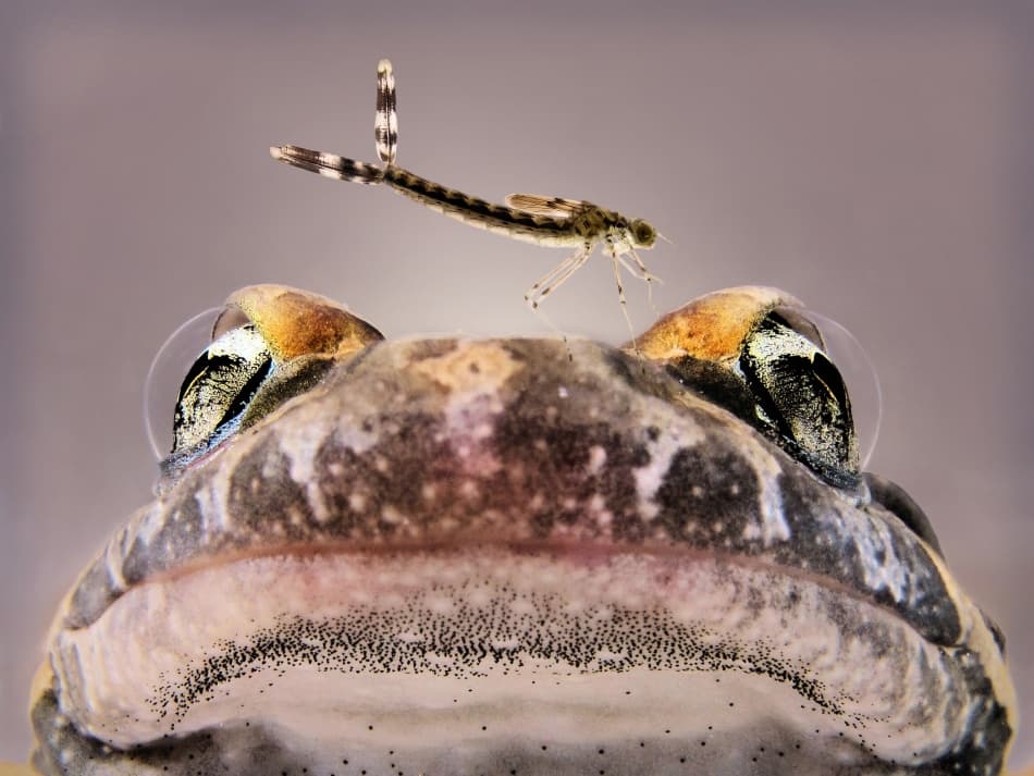Frog's Tiny Visitor by Jimmy Hoffman — canvas wall art
