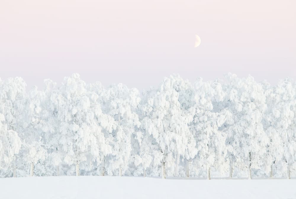 Frozen Trees Pale Moon by EMELIEmaria — canvas wall art