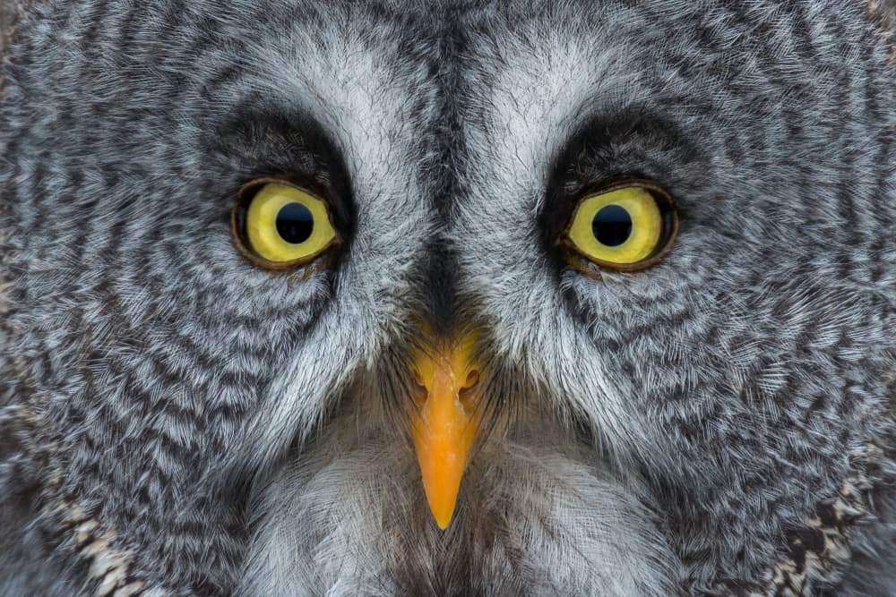 Great Grey Owl Gaze by Nick Kalathas — canvas wall art