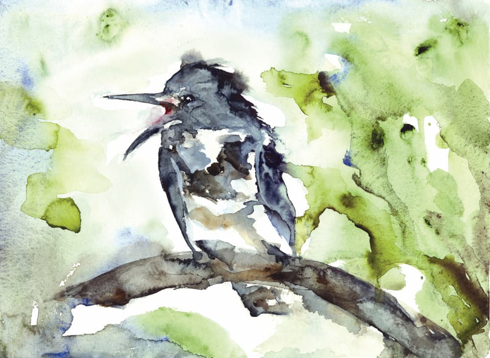 Vocal Bird Watercolor by RodMacIver — canvas wall art