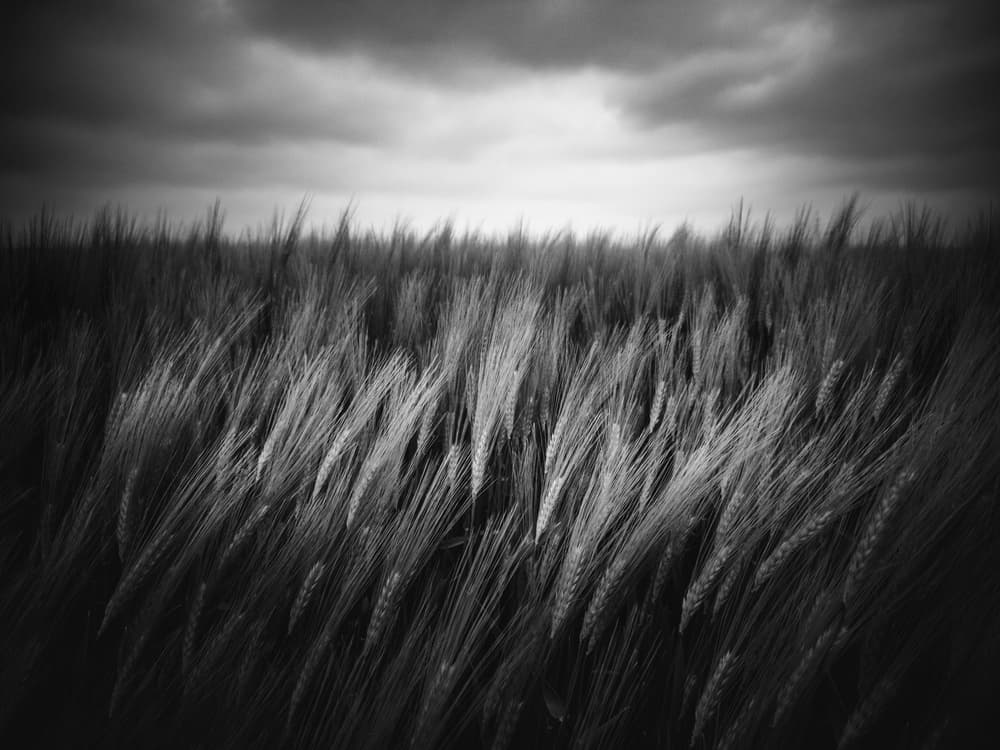 Windswept Grain Field by Christophe Staelens — canvas wall art