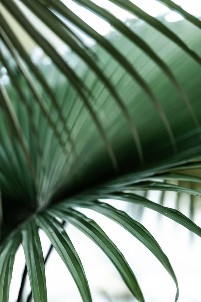 Minimalist Palm Leaf by Mareike Böhmer — canvas wall art