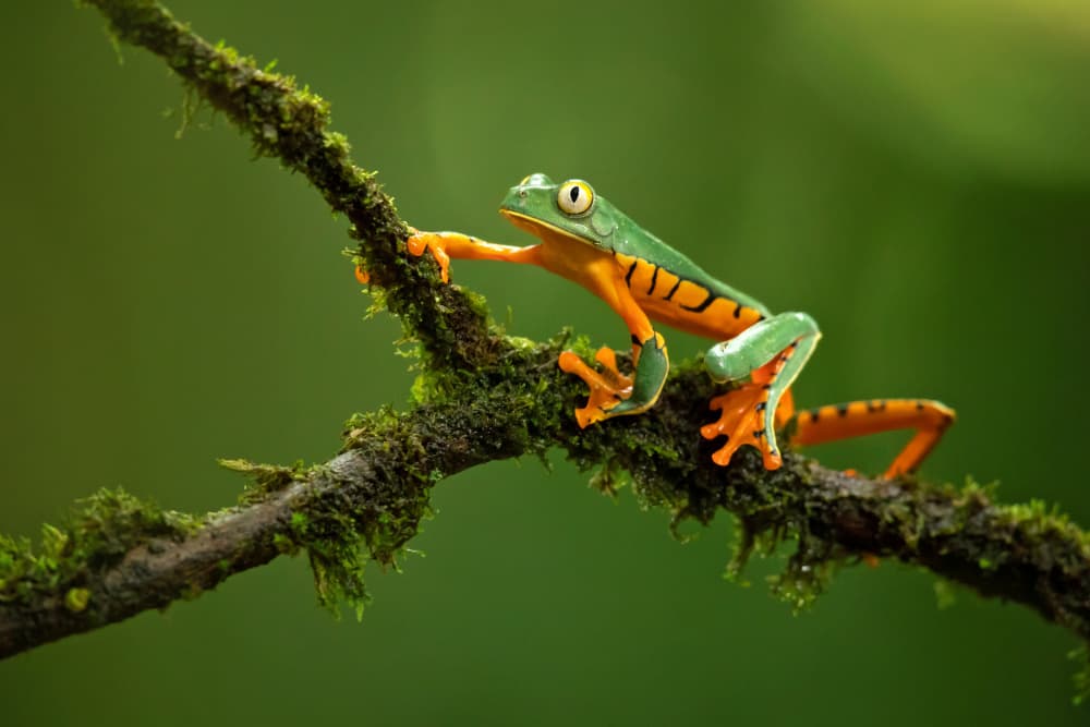 Vibrant Tree Frog by Milan Zygmunt — canvas wall art